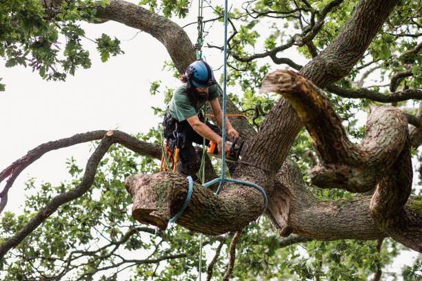 Best Tree Cabling and Bracing  in Simpson, PA