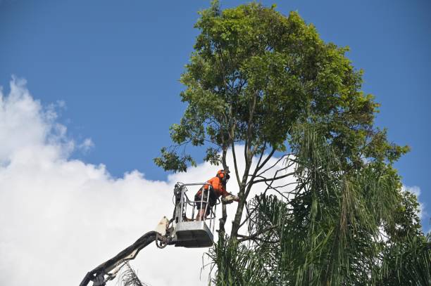 Pest Control for Lawns in Simpson, PA