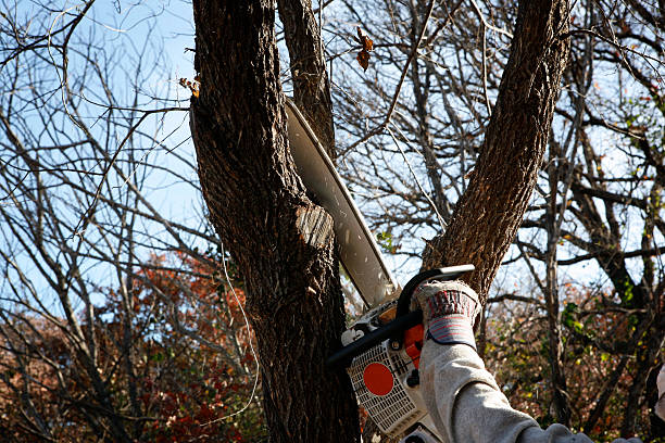 Reliable Simpson, PA Tree Care Solutions